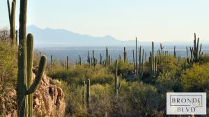 Understanding Moisture Balance in Arizona Summers